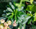 IMG 8957
