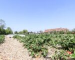 IJBGD 9